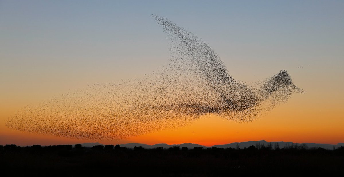 Photographer Daniel Biber from Hilzingen, Germany was trying to capture the murmuration of starlings for 4 days when he finally succeeded. He just didn't realize the starlings had created a giant bird in the sky until he got home and reviewed the pictures.