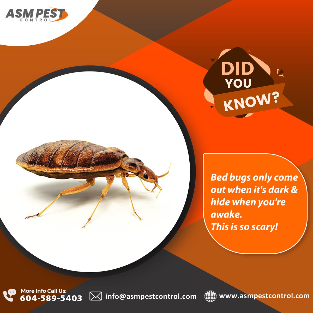 asmpestcontrol's tweet image. ASM Pest Control offers unmatched bed-bug services for every situation.  ASM Protect your family, pets, and home today with one simple call. Contact us now!
📷- 604 - 589 - 5403
📷- asmpestcontrol.com/bed-bug-contro…
.
.
#ASM, #bedbugtreatment, #bedbuginfestation, #bedbugs,