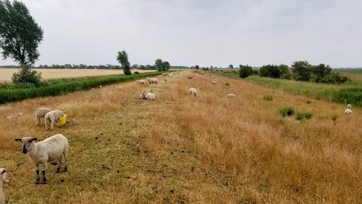 Impressionen von Fehmarn... 
 #Fehmarn #Ostsee #Insel #Ferien #Urlaub #ostseeliebe #küstenliebe #balticsea #meerliebe #schleswigholstein #strand #meerweh #ostseeurlaub #reiselust #ostseekult 
natuerlichfehmarn.de