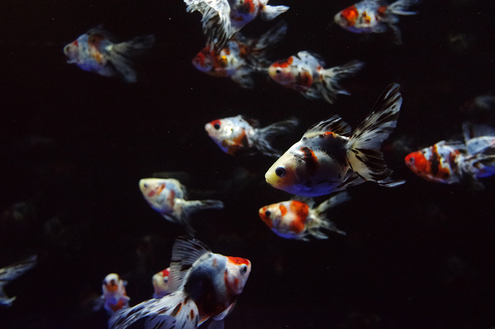 ricohimaging_jp's tweet image. [HD DA 21mmF3.2AL Limited]
全長わずか25mmの小型設計で日常シーンの撮影にもオススメ！「九秋（KYUSHU）」対応レンズで、K-3 Mark III Monochromeにも似合うレンズです。
ricoh-imaging.co.jp/japan/products…

ユーザー作品1 toyotaさん
ユーザー作品2 synbさん

#pentaxk3mkiiimono #pentax_da21limited #九秋