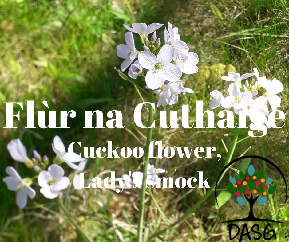 💮
FLÙR NA CUTHAIGE - CUCKOO FLOWER, LADY'S SMOCK (Cardamine pratensis)
🌱
#FlùrNaCuthaige #Cuthag #CuckooFlower #LadysSmock #Seanchas
#Lusan #PlantsofInstagram #Bláthanna #GaelicPlants
🌼
#Alba #Scotland
#Gàidhlig #Gaelic #ScottishGaelic
#DigitalArchiveofScottishGaelic #DASG