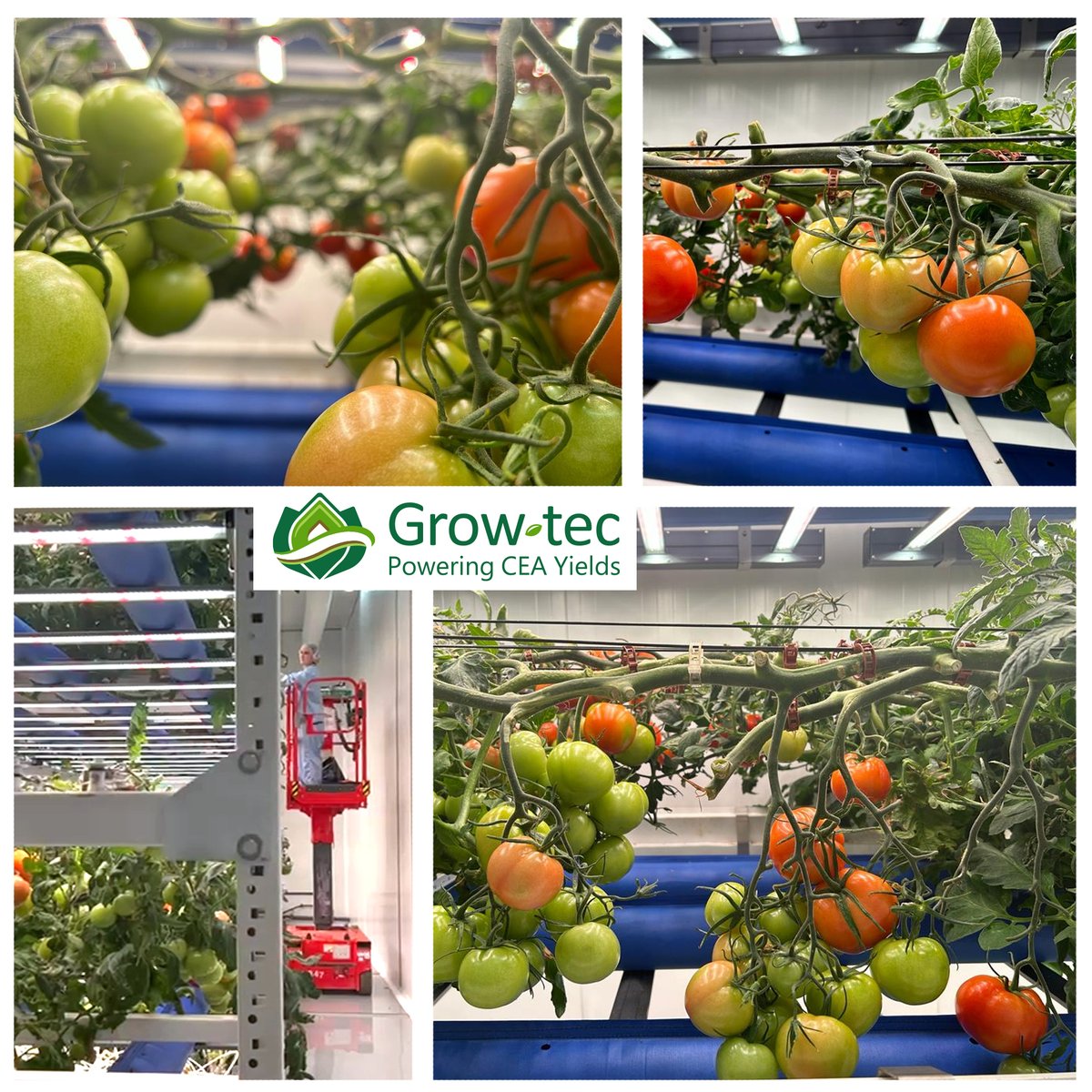Join us in #revolutionizing the #tomato #industry and #cultivating a more #sustainable, flavorful #future! 🌍🌿
#IndoorAg #TomatoCultivation #SustainableAgriculture #AgTech #Innovation #YearRoundHarvest #InnovativeFarming #MaximumYield
#IndoorFarming #VerticalFarming #Tomatoes