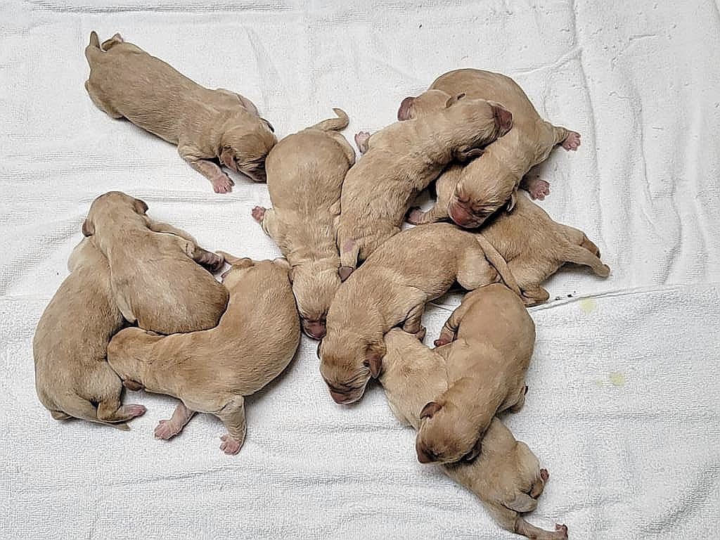 hkpoliceforce's tweet photo. NEW PUPS ON THE BLOCK! Our #LabradorRetriever Bonnie pulled thru a 2-day labour💐, giving birth to1️⃣1️⃣🐶—6 boys🩵&amp; 5 girls🩷!
Caring for the supermom &amp; her bundles of joy from dawn till dusk, our #PoliceDogUnit’s set to nurture the promising furballs into elite #K9s🐾to protect🇭🇰 https://t.co/0LvhqFdGE6