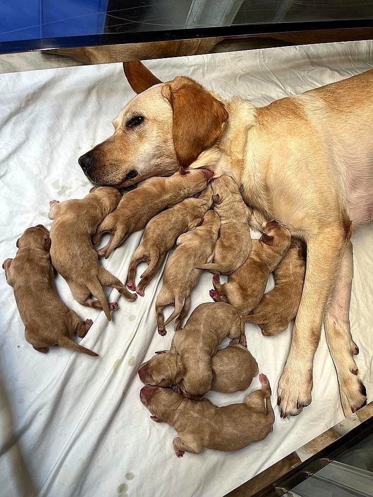 hkpoliceforce's tweet photo. NEW PUPS ON THE BLOCK! Our #LabradorRetriever Bonnie pulled thru a 2-day labour💐, giving birth to1️⃣1️⃣🐶—6 boys🩵&amp; 5 girls🩷!
Caring for the supermom &amp; her bundles of joy from dawn till dusk, our #PoliceDogUnit’s set to nurture the promising furballs into elite #K9s🐾to protect🇭🇰 https://t.co/0LvhqFdGE6