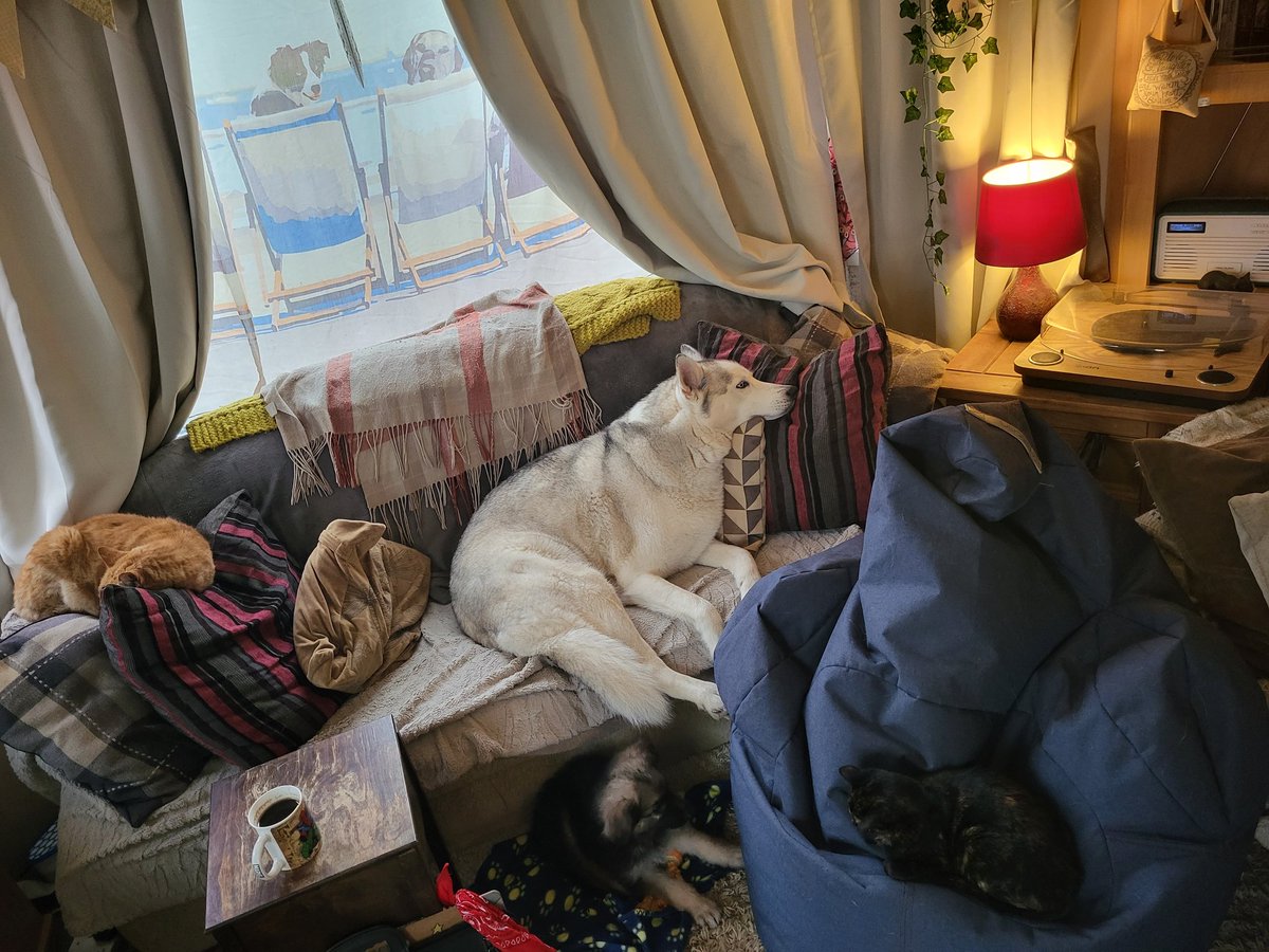 AnarcoGitano's tweet photo. Boom 💥  Got all 4 in the same area, howling along to @PlanetRockRadio learning eachothers names, basic words\phrases &amp; absolutely loving this time 🖤 Fernando "Tangeiman", Savannah "Chiquita", Dekker "King Of The Dogs" 😂 &amp; Billy "The Kid" https://t.co/f6MKiqXwSF