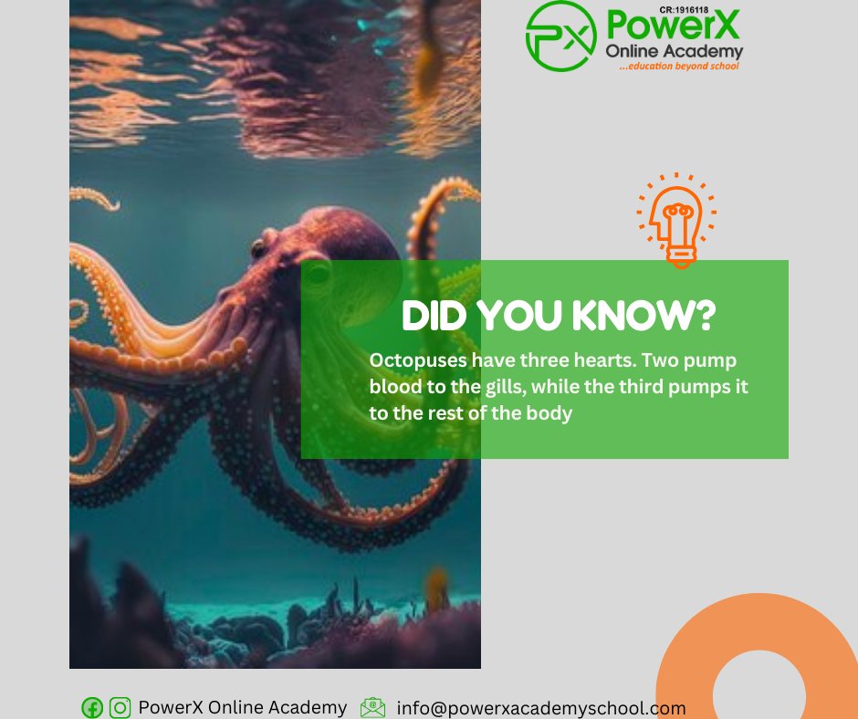 PowerXAcademy's tweet photo. PowerFact Tuesday
On today's fact unveiling, we are looking at Octopus and one of its peculiarities.
What do you know about them?
Share with us in the comment section.
#PowerFact #octopus #educationalfacts
@PowerXAcademy https://t.co/YsIJUP2rSM