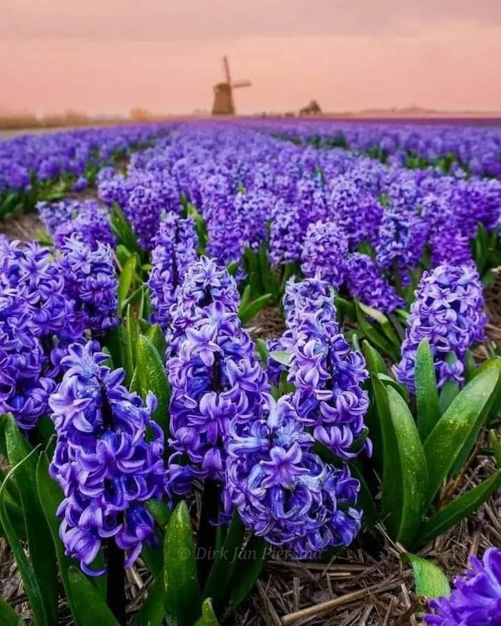 lamiasoltani (@lamialamlouma3) on Twitter photo 