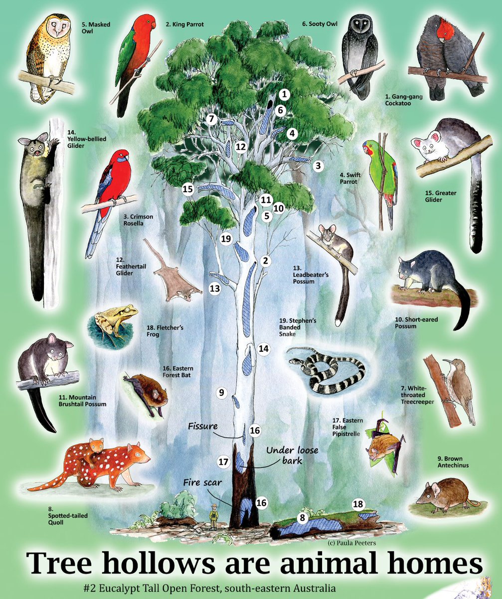 New poster coming soon! 'Tree hollows are animal homes #2' Illustrates some critters that use hollows in the tall open eucalypt forests (wet sclerophyll forests) of south eastern Australia.