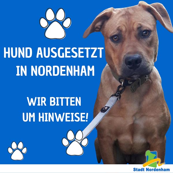 Erneut Hund ausgesetzt
Wir bitten um Mithilfe und Hinweise
Am 26.09.2023 wurde im  Außenbereich der Stadt Nordenham (nähe Coldewärfer Straße) ... (read more)
shorturl.at/dyZ08
#hund #fundhund #ausgesetzt #nordenham #hinweise