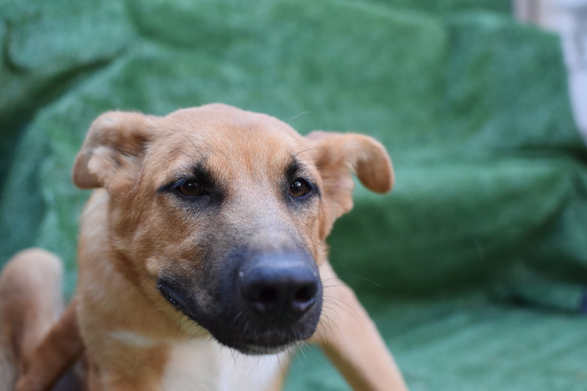 Ref_ElsAngels's tweet photo. KENAI en adopción📌Sueca, València

Encontrado junto a su hermanito y su madre en una carretera muy transitada. Llegaron llenos de parásitos y en condiciones muy lamentables. Ahora, está listo para encontrar a su familia para siempre. Tamaño grande. 📲 WhatsApp al 621260314 https://t.co/vtxphovKQ8