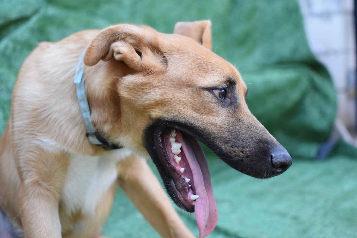 Ref_ElsAngels's tweet photo. KENAI en adopción📌Sueca, València

Encontrado junto a su hermanito y su madre en una carretera muy transitada. Llegaron llenos de parásitos y en condiciones muy lamentables. Ahora, está listo para encontrar a su familia para siempre. Tamaño grande. 📲 WhatsApp al 621260314 https://t.co/vtxphovKQ8