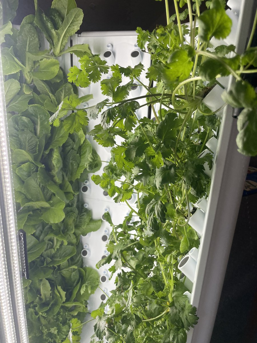 melissagarcar12's tweet photo. Our crops are ready for harvesting @CHUHRoxEl ! This first batch includes basil, cilantro, and lettuce. Student helpers will pick and bag; then a grade level will get this round. #hydroponicgrowtower https://t.co/kKwkADsXwq
