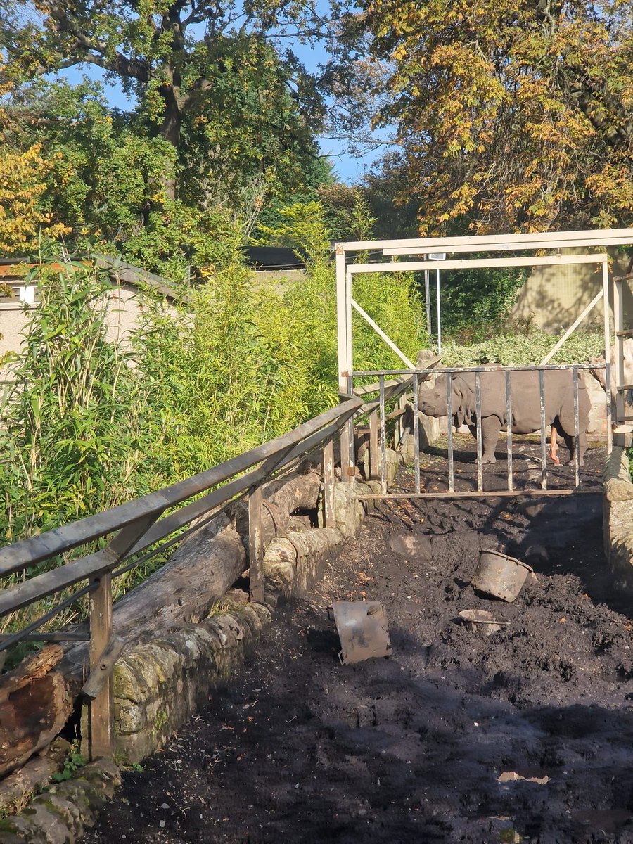 🦏 The Rhinos at Edinburgh Zoo are getting a helping hand from Buckhurst Plant Hire. 

We’re assisting with water removal in the Rhinos pit with our 120 HP Tractor and Vac Tanker.

Look closely to see one particularly excited Rhino waiting for their dry home.

#EdinburghZoo