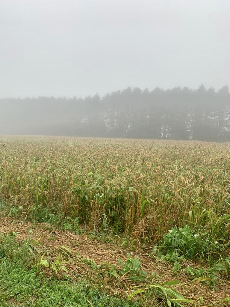Another happy customer down in Somerset - this crop is also AB9 compliant 😎🌱👍