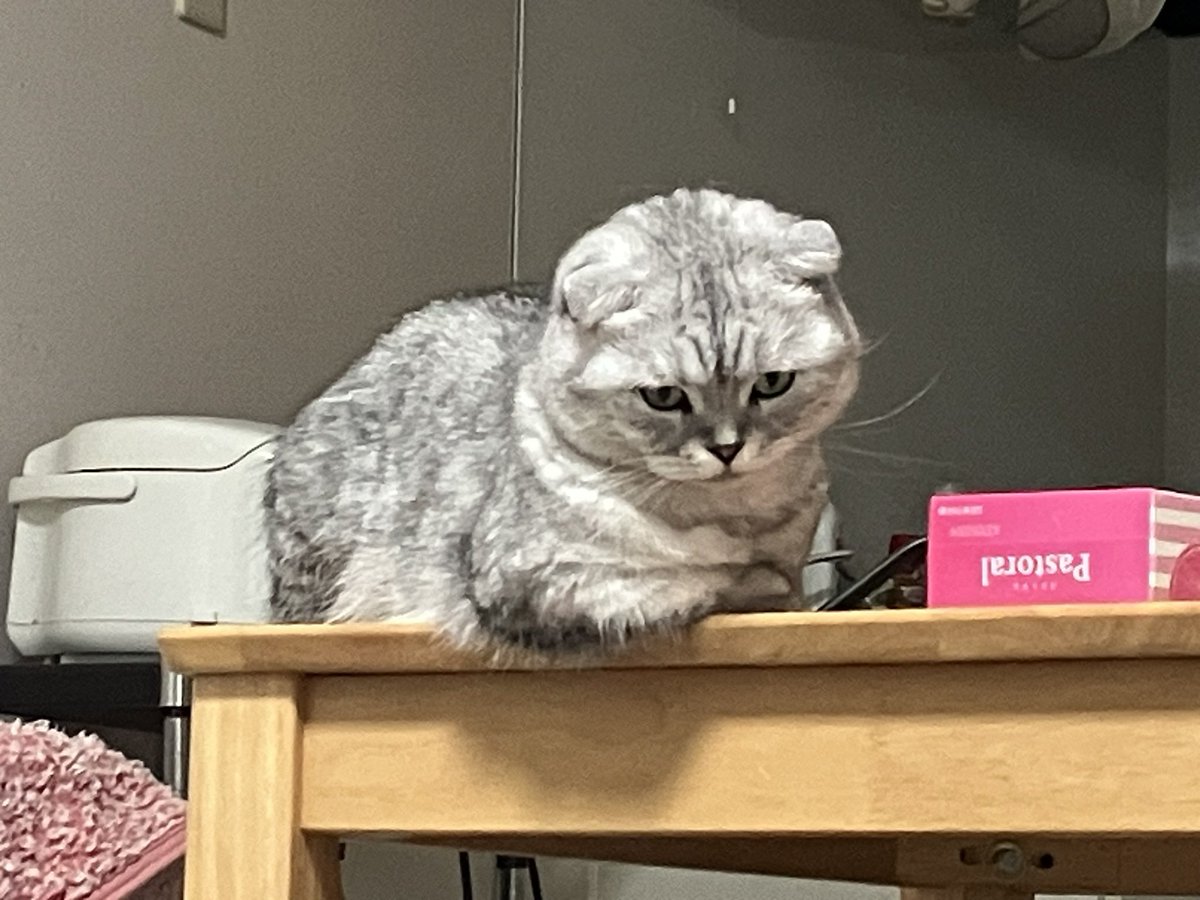 otakenekobiyori's tweet image. 『どっからでもこいニャ』
#威嚇ねこ
#女子には優しい