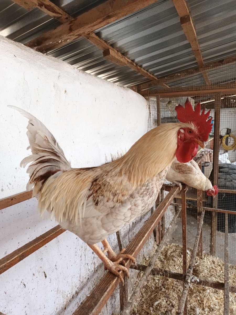 𝐎𝐅𝐄𝐑𝐓𝐀 𝐃𝐄 𝐅𝐄𝐈𝐍𝐀 𝐀𝐌𝐁 𝐇𝐀𝐁𝐈𝐓𝐀𝐓𝐆𝐄 a l'Ecocamping de Vinyols i els Arcs 📢

Es busca persona o parella per manteniment de la finca agroecològica durant tot l'any 📆