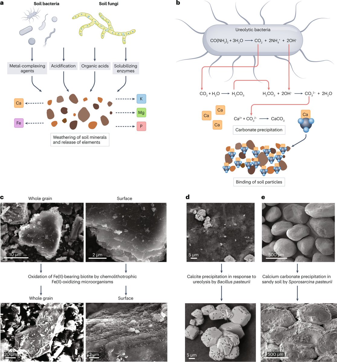 Nature Reviews Microbiology (@naturerevmicro) on Twitter photo The interplay between microbial communities and soil properties
rdcu.be/dpkPf
Philippot et al. examine how microorganisms alter soil properties and discuss the potential of managing microbiomes to address soil challenges and global changes. The interplay between microbial communities and soil properties
rdcu.be/dpkPf
Philippot et al. examine how microorganisms alter soil properties and discuss the potential of managing microbiomes to address soil challenges and global changes.