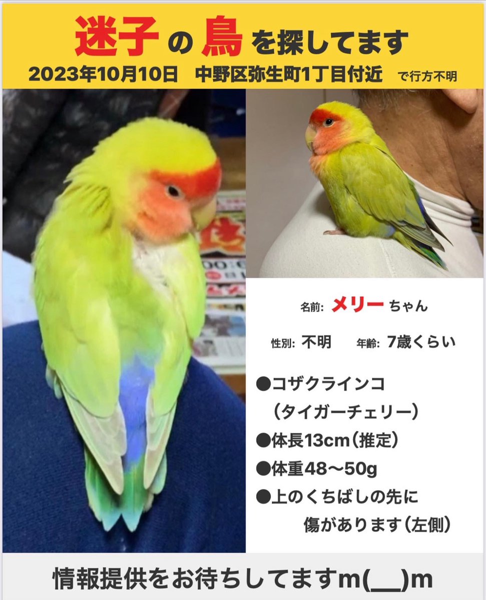 mana_view's tweet photo. 情報寄せて頂いた皆様、父に直接言葉をかけてくれた皆様、本当にありがとうございます。皆さん優しいです。引き続き情報お待ちしています。#拡散希望 #インコ迷子 #インコ #迷子鳥 #迷子鳥を保護していませんか https://t.co/xvFhqBVG0P