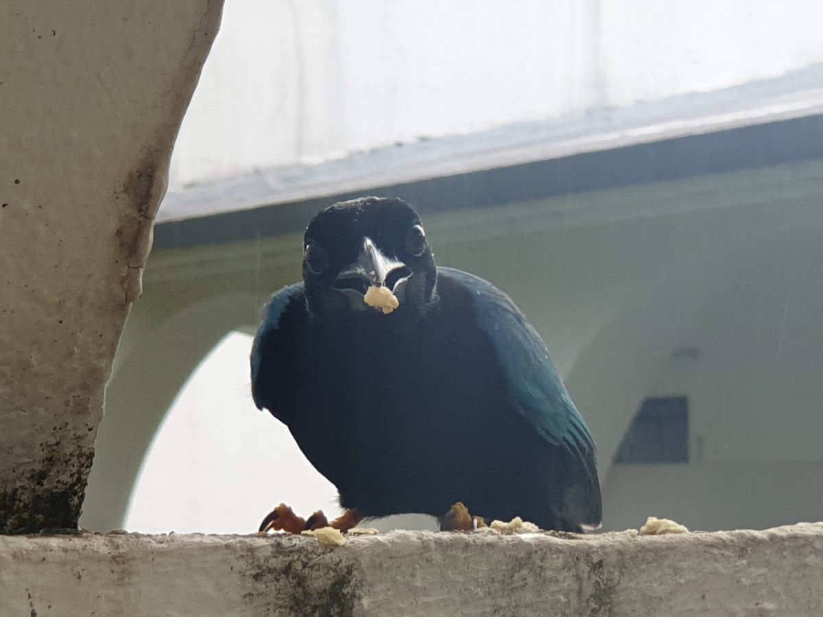Caught in the act! #blackbird #protectnature #BirdsOfTwitter #nature #bird #nurturenature