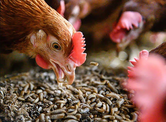 farmingmfs's tweet photo. Are you interested in poultry feeding?

Please leave a comment, like, and repost!

Soon we will make a guide on poultry feeding in both nutritional and economic aspects. Stay tuned. https://t.co/aqAqzuLFjw