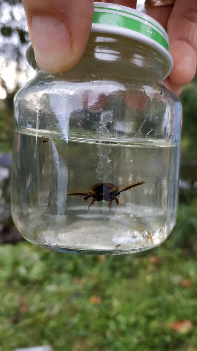 Les #élèvesdesAndaines de l'option ELDD (écosystèmes locaux et dvp durable) ont fait l'inventaire  #faune dans la mare du #collègeJBrel à l'abandon
#Dytique #Notonecte #Libellule ont été observés🪳🧐
Restauration de la mare à venir 💪
<a href="/dsden61/">DSDEN61</a> <a href="/EddCaen/">Equipe EDD Normandie</a> <a href="/ac_normandie/">Académie de Normandie</a> #biodiversité