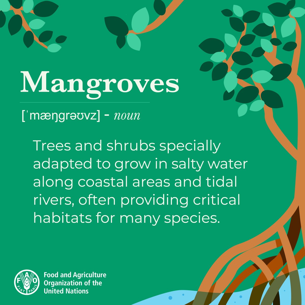 Mangroves provide:

🪵 wood
🦀 food
💊 medicines
... & are essential for the nutrition & food security of millions.

🤔 But what exactly are they?

#WorldWetlandsDay