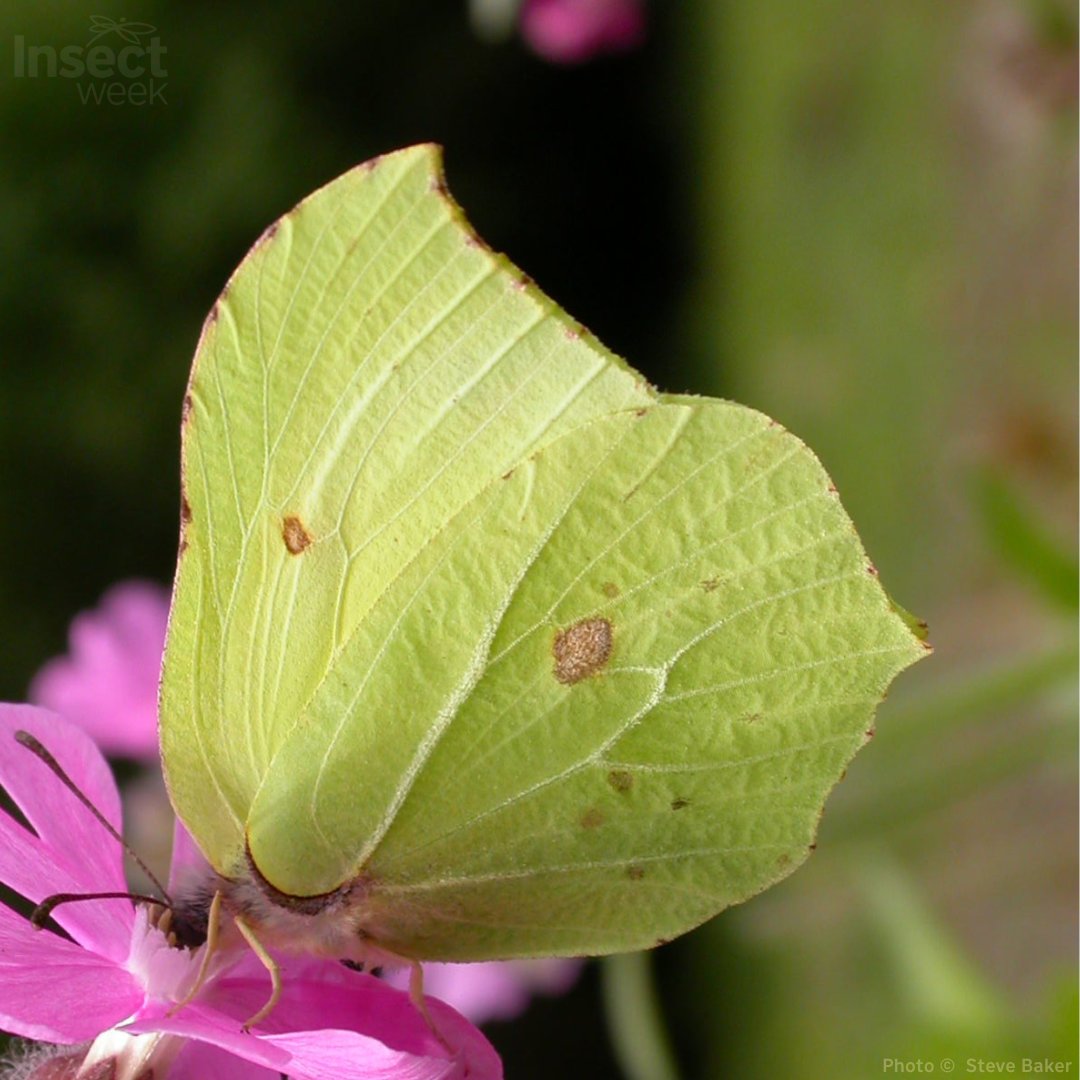 insectweek's tweet photo. 📸Deadline next week!

Browse the winning images from past #InsectWeek Photography #Competitions &amp; get some tips for #insect #photography.

Deadline Oct31: https://t.co/luYYWS57U2

#InsectWeek23 #WildlifePhotography #MacroPhotography #NaturePhotography #InsectPhotography https://t.co/hncWGRTsHp