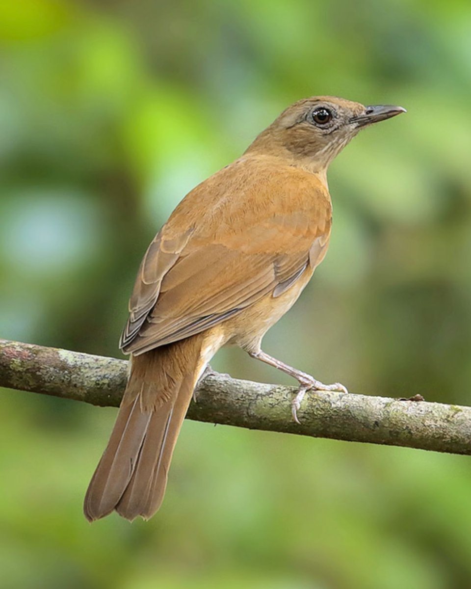 BirdsCaribbean's tweet photo. The #CocoaThrush π€ reminds us of a warm cup of #cocoatea βοΈ
Look for them in #forests & #mangroveswamps in #Grenada, #StVincent & #Trinidad. They eat #invertebrates but having a bit of a sweet tooth themselves, they also eat #fruits π₯.
πΈ: Stephen Buckingham, Greg Lavaty https://t.co/x4ItYEyDJm