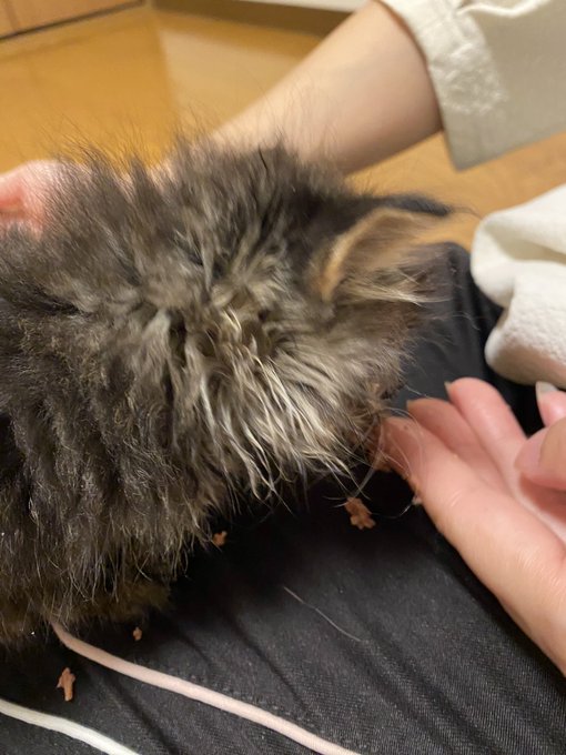 今日帰ったらなんとかご飯が食べれるまで回復したみたい。危機は脱したかも 