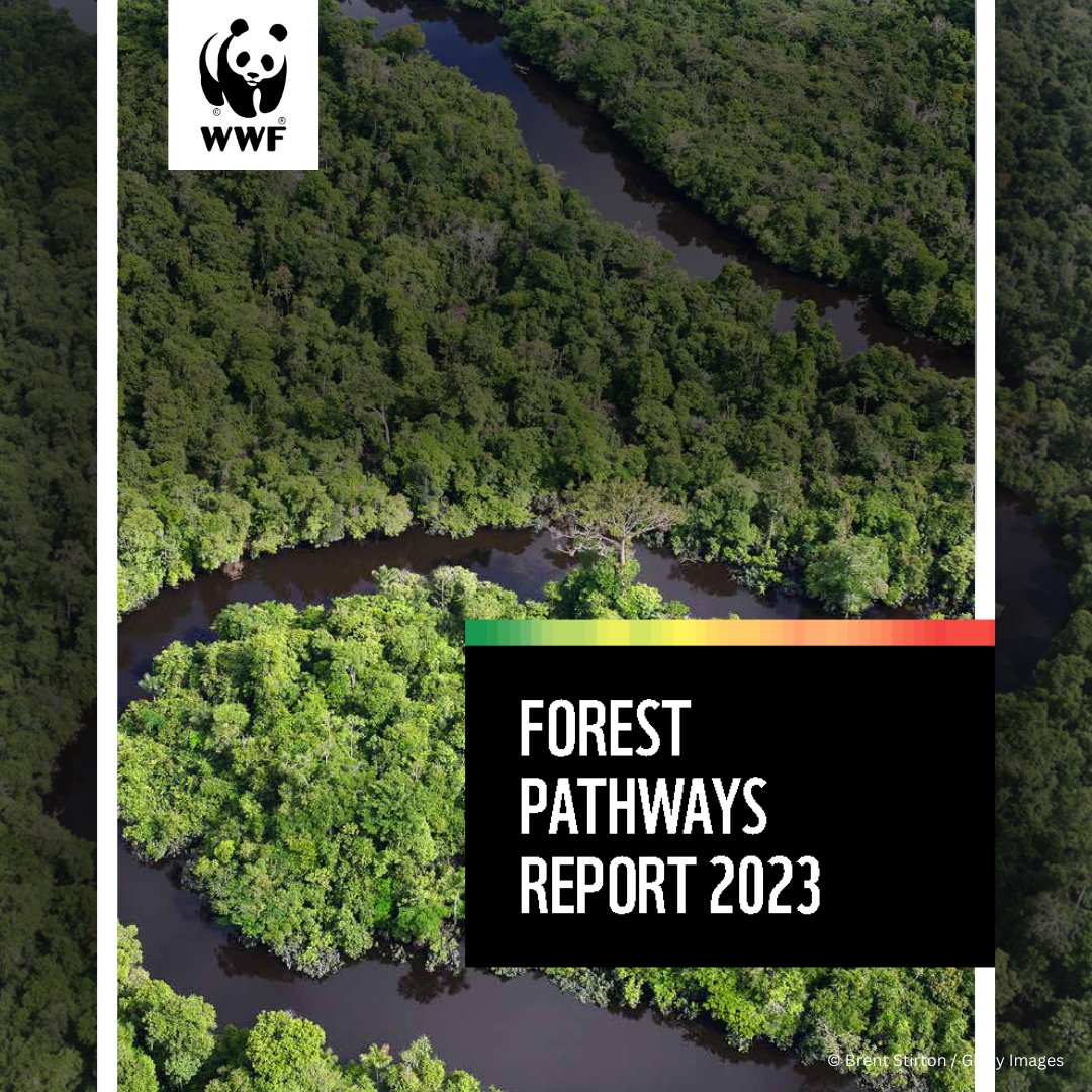 📢 JUST LAUNCHED: WWF’s #ForestPathways report highlights ways to ensure the world does not lose more #forests. 🌳 WWF calls for NO new global commitments on forests, but to deliver the ones we have through national, financed actions. ➡️wwf.panda.org/?9899941/