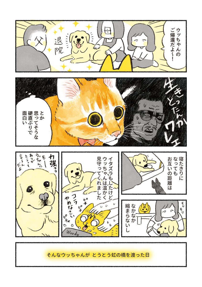 茶トラのやっちゃんと ラブラドールのウッちゃんの思い出🐱🐶