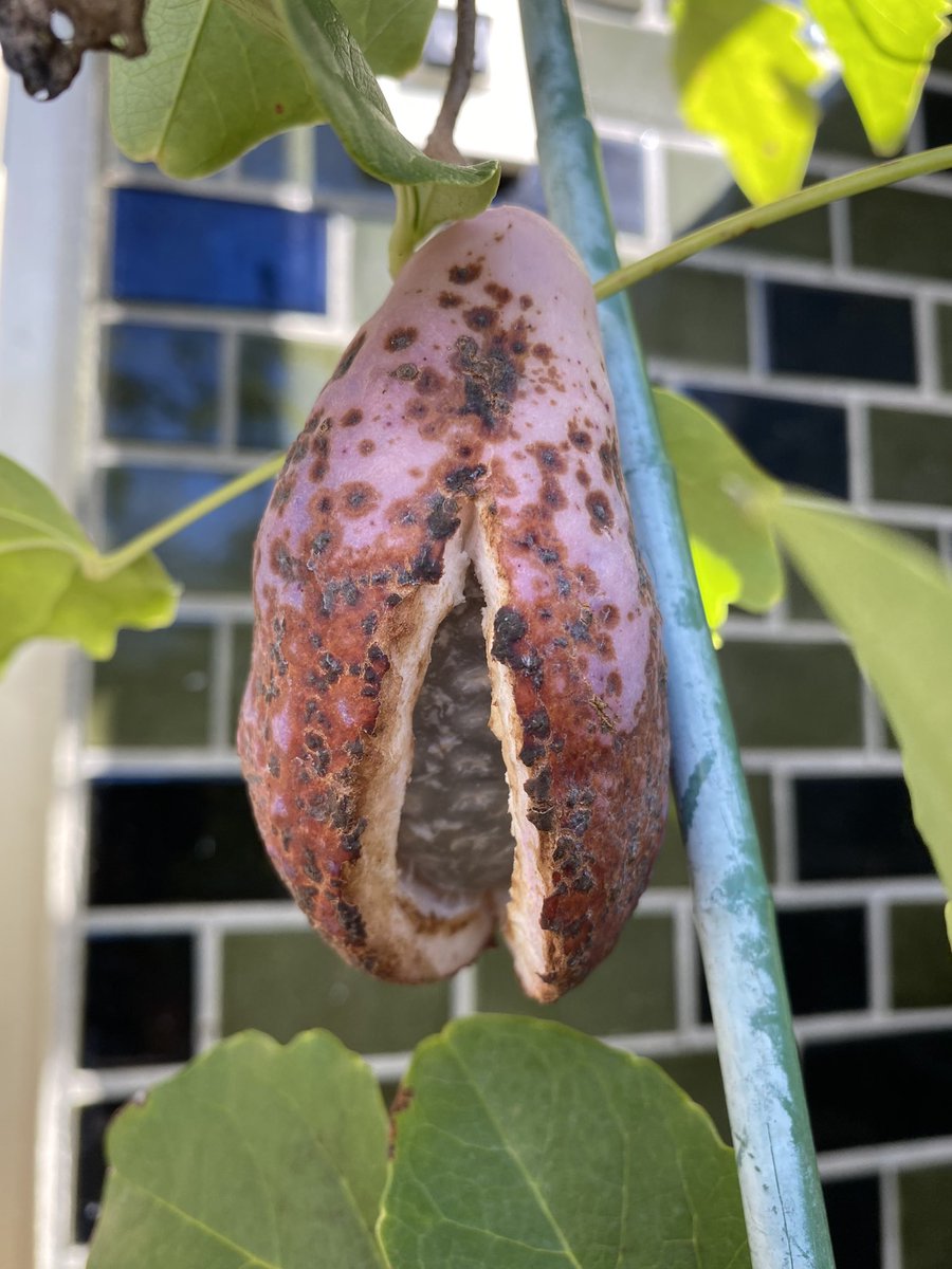 httpwildjupiter's tweet image. 鉢植えのアケビ