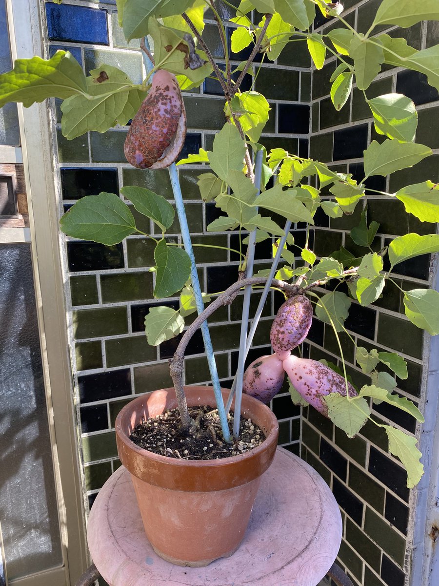 httpwildjupiter's tweet image. 鉢植えのアケビ