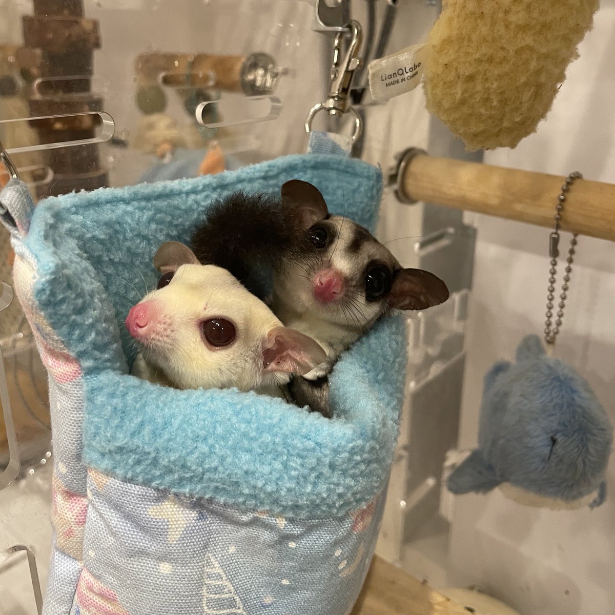 HamstarMelon's tweet image. すっかりなかよし🐹

#ペグちゃん
#ハグちゃん
#フクロモモンガ