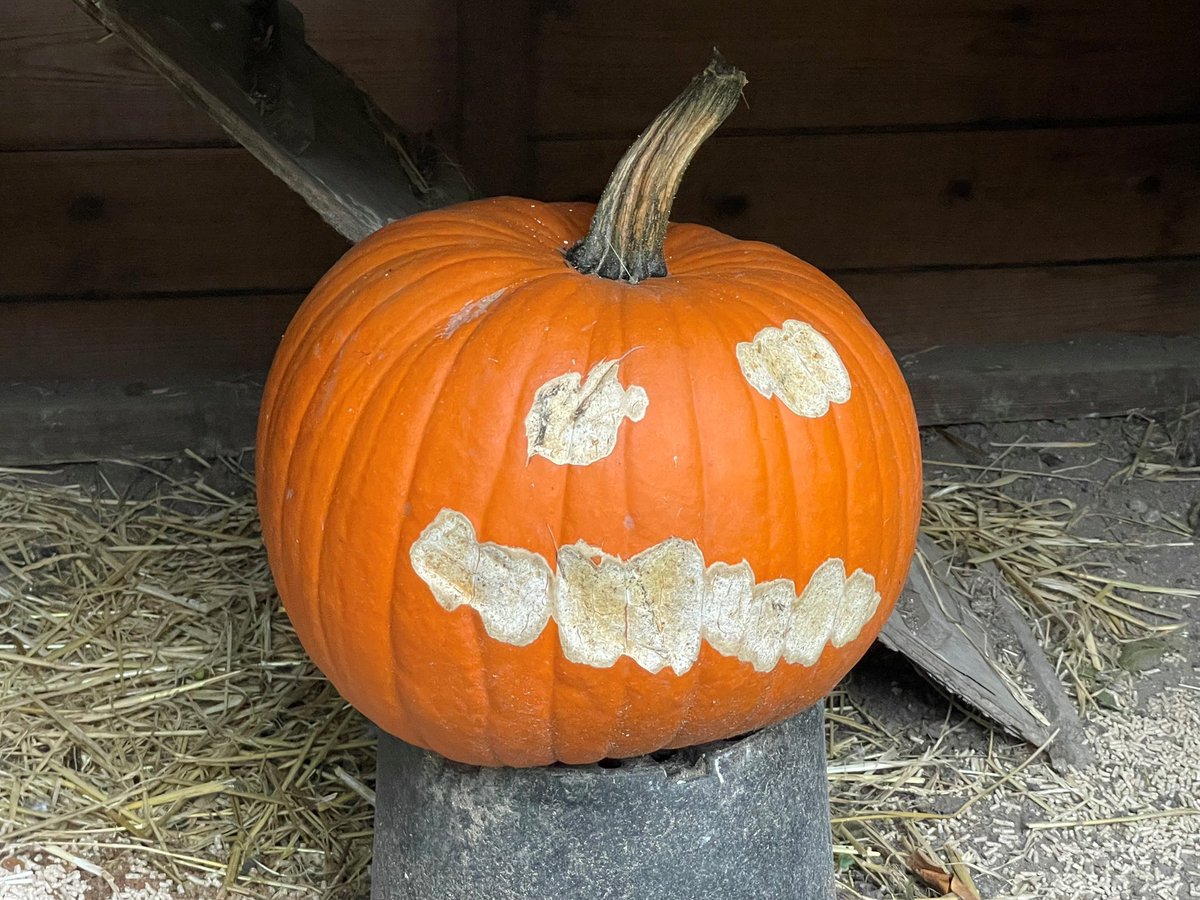 “Jacqueline’s Patch” -  We have pumpkins for sale, lots. Even the chickens have been given one which, according to the “Dummies Guide to keeping chickens”, they should peck at as a nutritional bonus. Chickens can’t read.💛💛💛