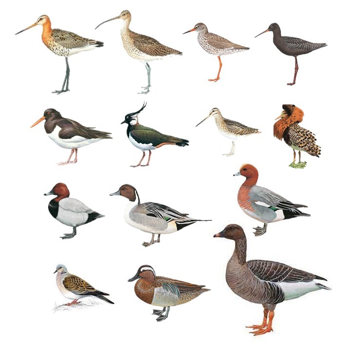 JOB ALERT!

HABITRACK research and innovation project (funded by <a href="/HorizonEU/">Horizon Europe 🇪🇺</a>) is looking for Scientific Coordinator.

Project is led by @JiguetF with 48-month contract at MNHN, Paris 🇫🇷 (<a href="/Le_Museum/">Muséum national d'Histoire naturelle</a>).

Spread the word or get in touch with Frédéric for more info.