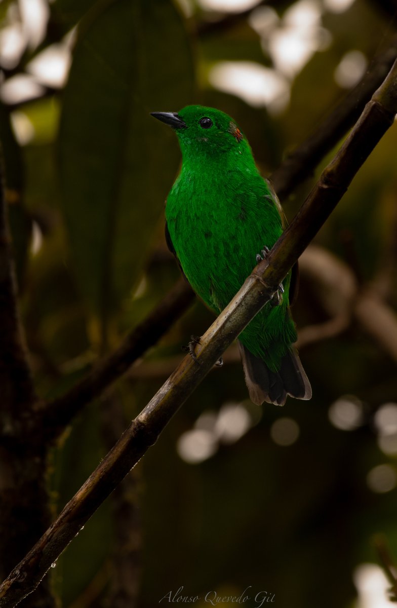 aquevedogil's tweet photo. Y de repente, Tangará Esmeralda - Glistening-green Tanager (Chlorochrysa phoenicotis). Colombia un país de aves. https://t.co/Z3KcQfD9QK