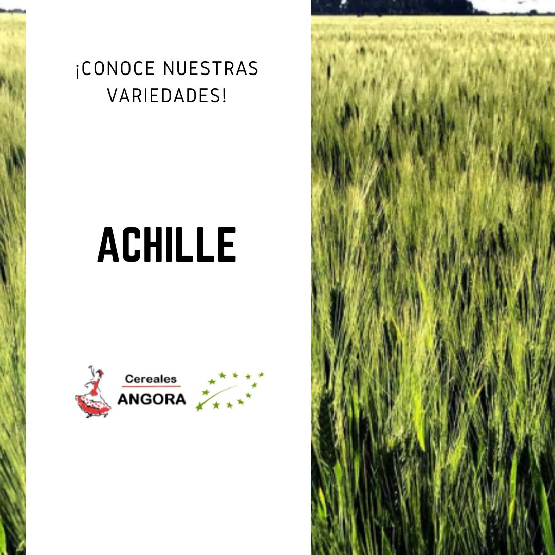 Nuestra variedad Achille ofrece una elevada producción, una gran tolerancia a la sequía y resistencia a Fusarium y a Roya Amarilla.

☎️Llámanos y te contaremos todos los detalles