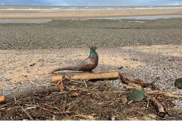 3ft 'surfing pheasant' rides Storm Babet waves for six-mile trip to North Wales beach
dailypost.co.uk/news/north-wal…