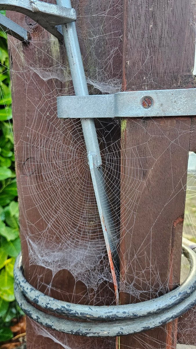 Kernow27's tweet image. Not used the bus in a while  #VanLife #Spidersweb