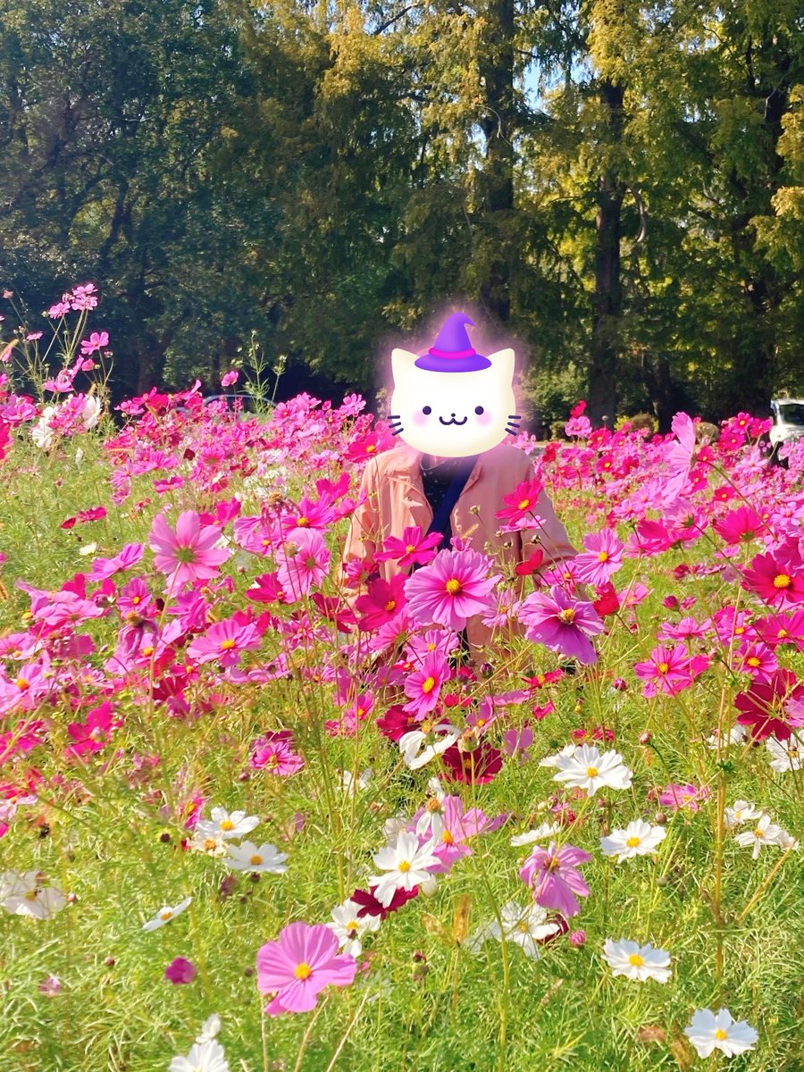 TimelyBase's tweet photo. 88歳の母とコスモス見に観世音寺　#福岡　#観世音寺　#コスモス https://t.co/riUe7RabRt