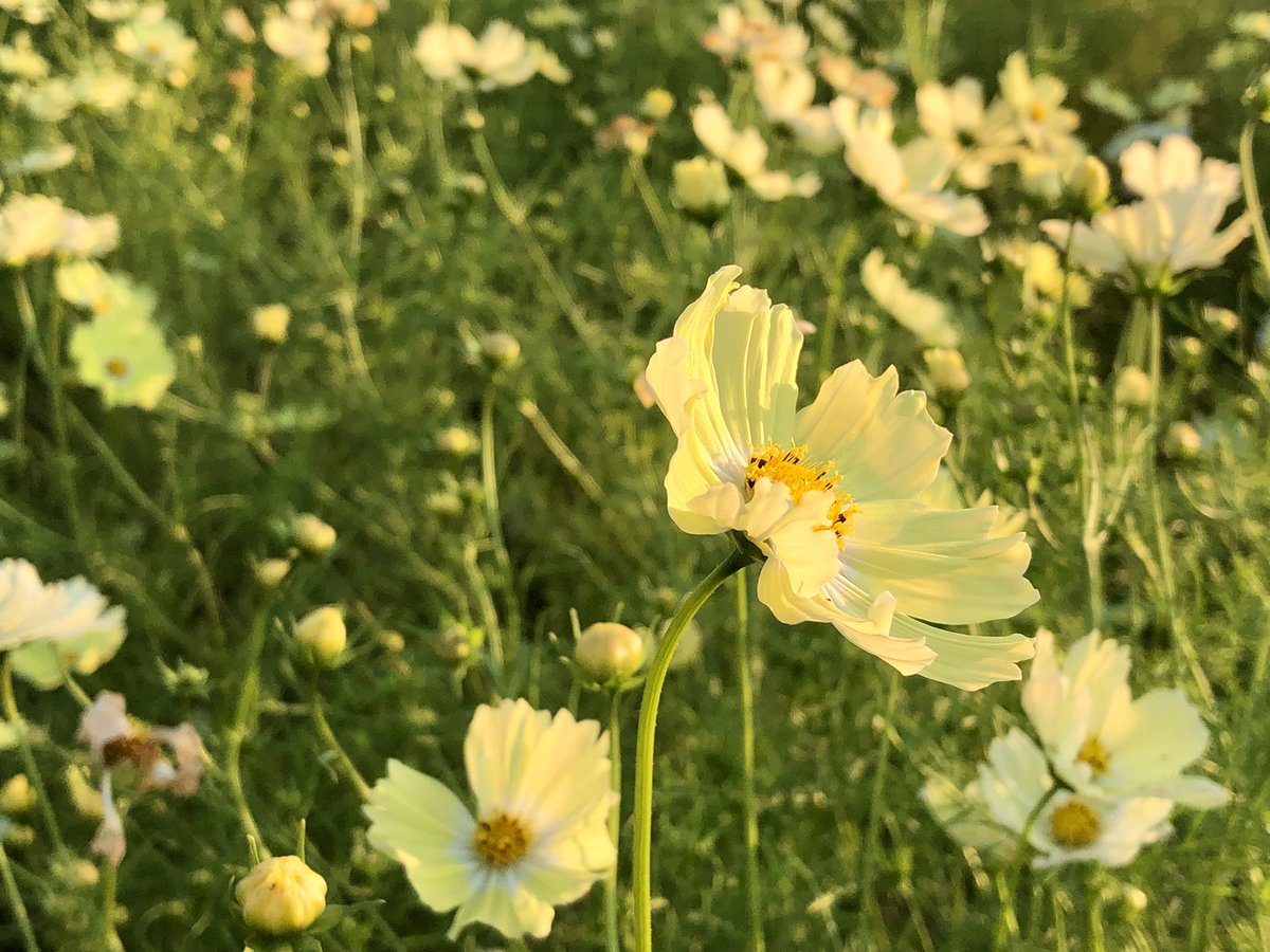 栃木県下野市
コミュニティセンター友愛館のすぐそばに咲いている黄色いコスモス畑です🌼✨
