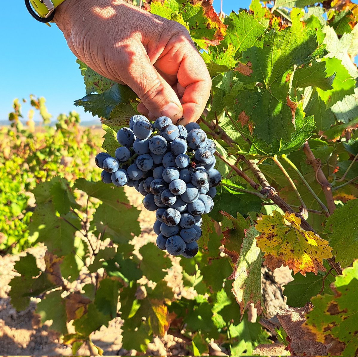 El último racimo de Monastrell.
🫶🏼🍇☀️
The last bunch of Monastrell.

#Vendimia #Harvest #DOPJumilla #Monastrell #BodegasBleda #Grapes #uvas