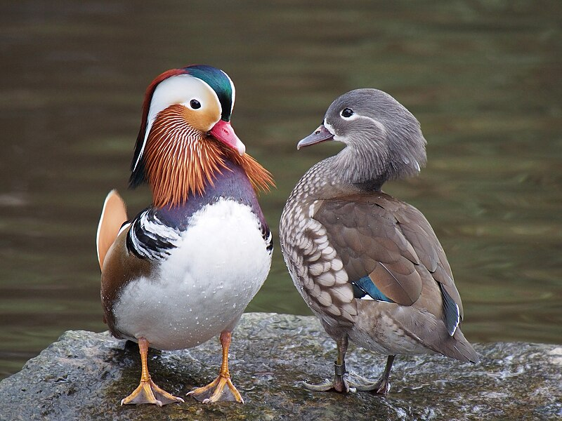 thesciquest's tweet photo. @gunsnrosesgirl3 Male mandarin ducks exhibit striking, vibrant plumage with ornate patterns of rich colors, including a distinct orange "sail" crest on their head. In contrast, females feature more subtle, camouflaged hues to protect their nests and young.

📸: Francis C. Franklin https://t.co/flNZdijTVt