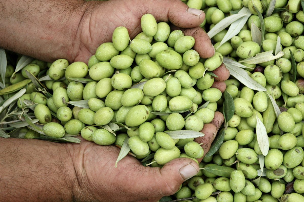 campobello_wine's tweet photo. La raccolta delle olive, rituale millenario di pura bellezza🌿
Olive harvesting, an age-old ritual of pure beauty🌿
#cristodicampobello #cdc #olive #olioevo #oliodioliva #raccoltaolive #natura #ulivo #olio #olivoil #oliveharvest #olivepicking #nature #olivetree #sicily #sicilia https://t.co/m0yG906f32