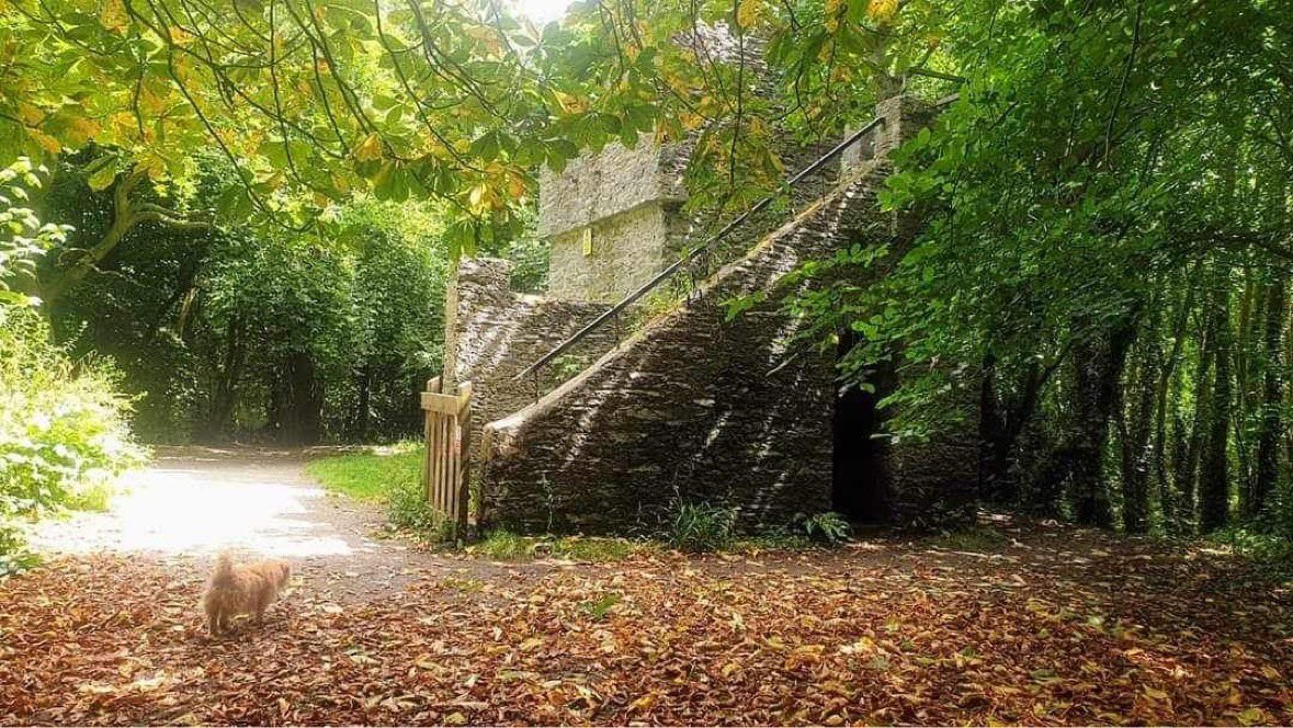 PenrhosSave's tweet photo. How could anyone want to turn this beautiful peaceful  haven into a  noisy tourist holiday camp 500 chalets upto 2k people, entertainment complex shop’s restaurants noise and light pollution parking for 900 cars  extra strain on the infrastructure  27 acres of ancient and veteran trees destroyed wildlife losing their homes for developers to make a profit but what if the venture fails you can’t replace what’s been destroyed @DeborahMeaden @WildJustice_org @mrjamesob 
Photos taken by Gillian Metcalf at Penrhos