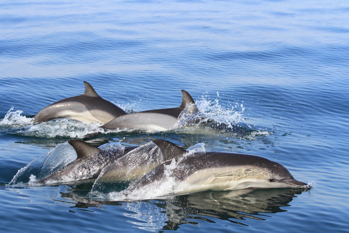 We're celebrating 10 yrs as the <a href="/IUCN/">IUCN</a> Marine Mammal Protected Areas Task Force <a href="/mmpatf/">mmpatf</a> but pointing out threatened Important Marine Mammal Areas (IMMAs) &amp; resident #endangered #porpoises &amp; #dolphins in #Ukraine &amp; Gulf of California. <a href="/IucnOcean/">IUCN Ocean Team</a> <a href="/IUCNssc/">IUCN Species Survival Commission</a> <a href="/IUCNCetaceanSG/">IUCN-CetaceanSG</a> @IUCN_WCPA