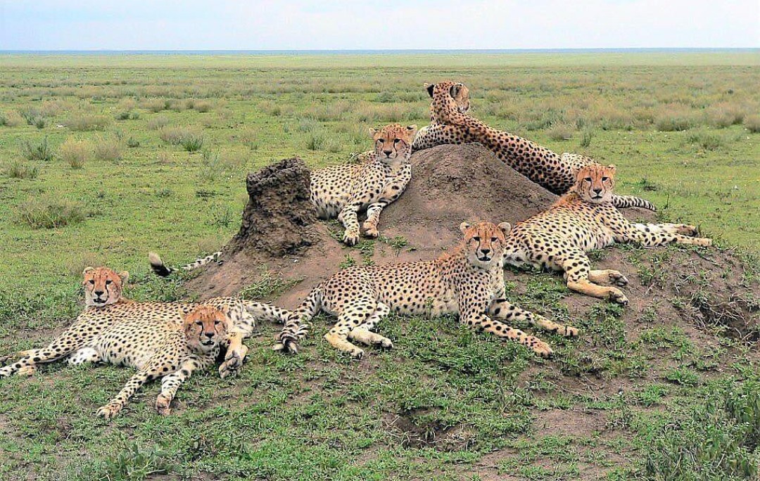Super cheetah mom in the Serengeti 

Raised 5, what an achievement!!
An amazing mom ❣️

📸 tariq_sarico Instagram