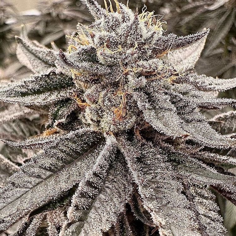 CannabisSeed_Co's tweet photo. Orange Octane Female Seeds By Black Farm Genetix.

Orange Octane is part of the Orange Punch Collection by Black Farm Genetics with the awesomeness of a monumental 4 way cross that includes Purple Punch, Sunset Sherbet, an Orange Hybrid and a variation of OG Kush.

Orange Octane produces buds that are very compact, light green in colour and with a THC Percentage around 20-25%. The buds are going to be supreme high level with a combination that is set to impress.

Black Farm Genetics Orange Octane is a good strength mostly Indica dominant cannabis strain. If your looking for inspiration Orange Octane is a good choice as the Indica dominance will send you into deep thought.

Orange Octane will grow to a medium height around 100-150cm generally with very large and Indica Style bud formation, producing a very high yield and with fairly uniformed growing plants. This one makes a great commercial cash cropper as it is well adapted to various grow rooms and temperatures.

Breeder: Black Farms Genetix Pack Size: 10 Seeds Per Pack Seed Type: Feminised Genetics: Orange Punch (Purple Punch x Orange) x Sunset Octaine (Sunset Sherbet x OG Kush Variation) Indica/Sativa: Mostly Indica (60% Indica, 40% Sativa) Flowering: 9-10 Weeks Height: 100-150cm