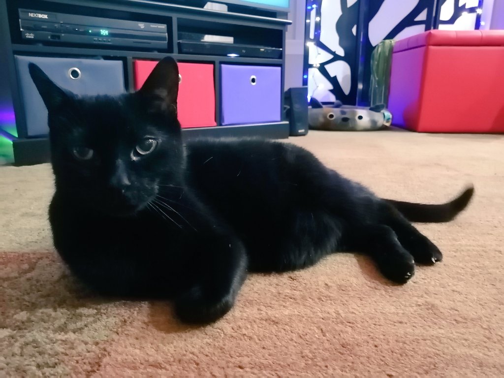 CatDisapprovesOfYou tweet media